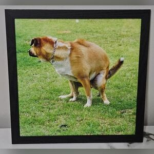 Pooping Shepherd Mix Framed Photo (12"x12")